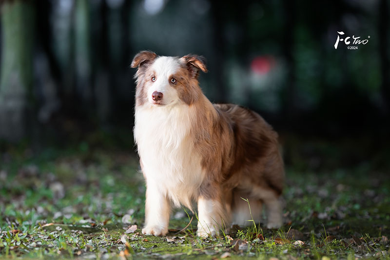 边牧犬舍 成都边牧犬舍