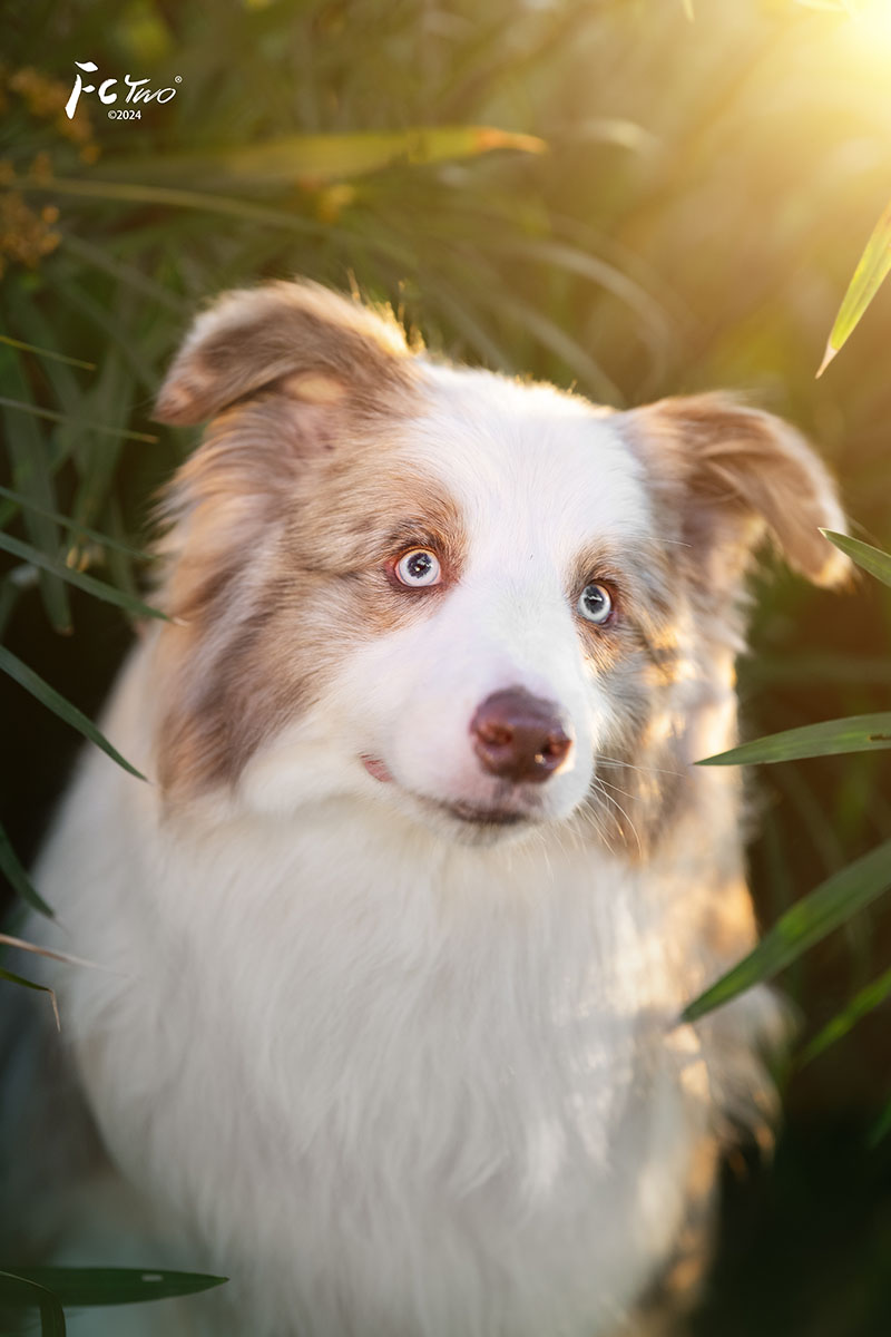 边牧犬舍 成都边牧犬舍