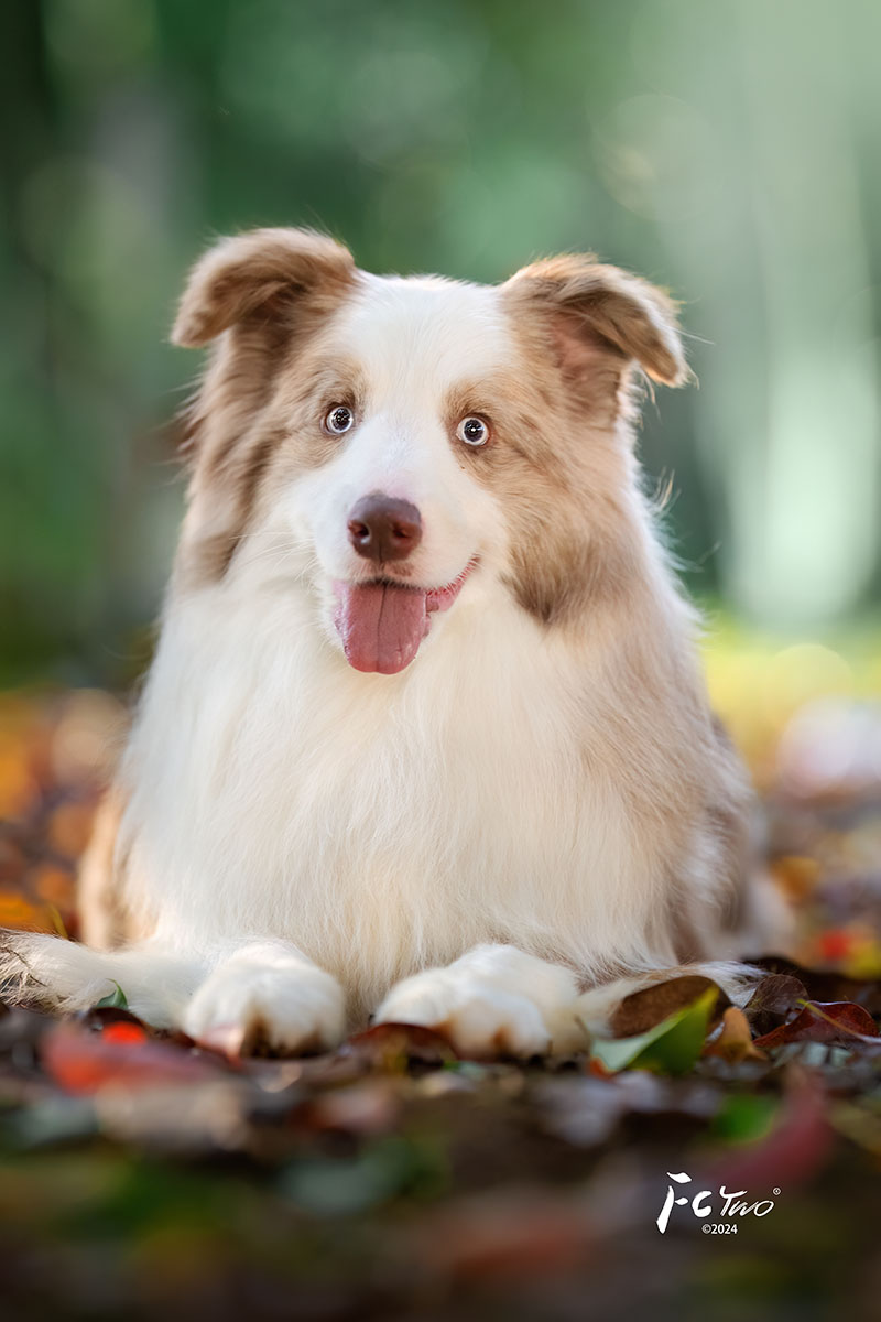 边牧犬舍 成都边牧犬舍