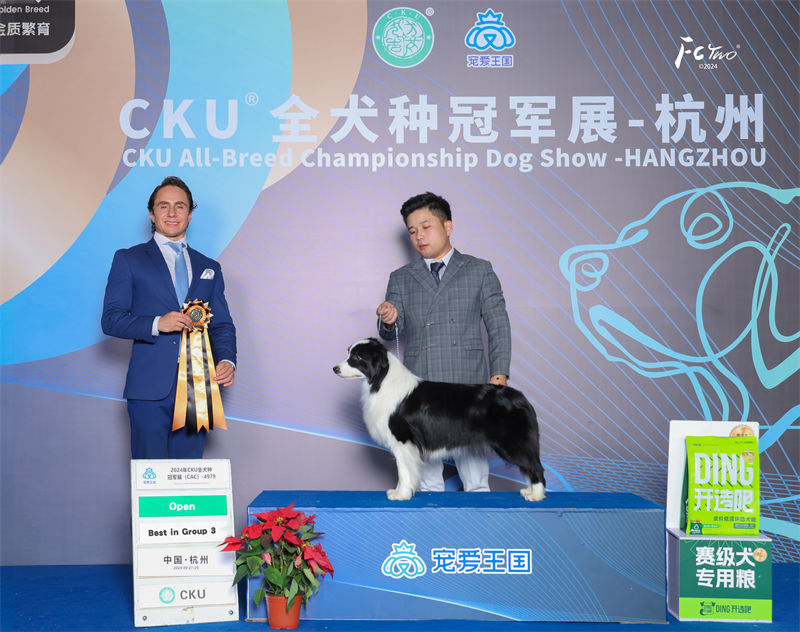 边牧犬舍 成都边牧犬舍